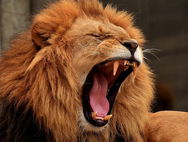🦁 Between Lion and Tiger: Who Is Stronger and Deserves the Title “King of the Jungle”?