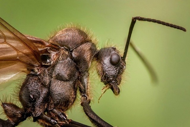 The Fascinating Lifestyle of Ants: Tiny But Mighty Insects